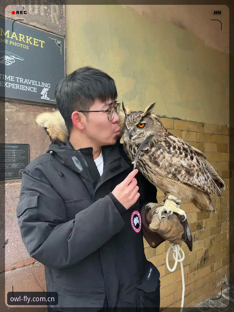 OWL体育助手 猫头鹰体育平台核心工具OWL体育助手深度解析