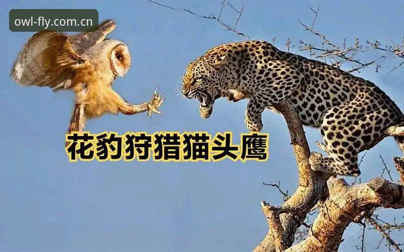 猫头鹰体育平台CN端体验深度分析：从“看着卡”到“秒开赛事”的完整链路拆解